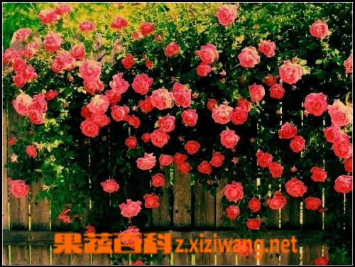 蔷薇花的图片和养殖方法
