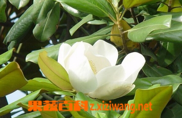 荷花玉兰的功效与作用