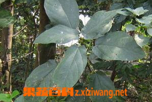 牛奶树叶的功效与作用