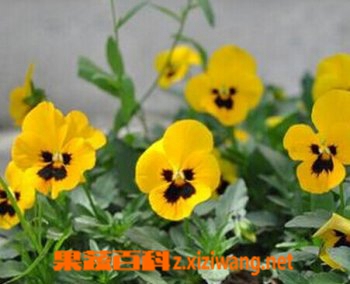 鬼脸花图片和种植方法