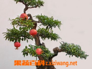 盆栽石榴花的养殖方法