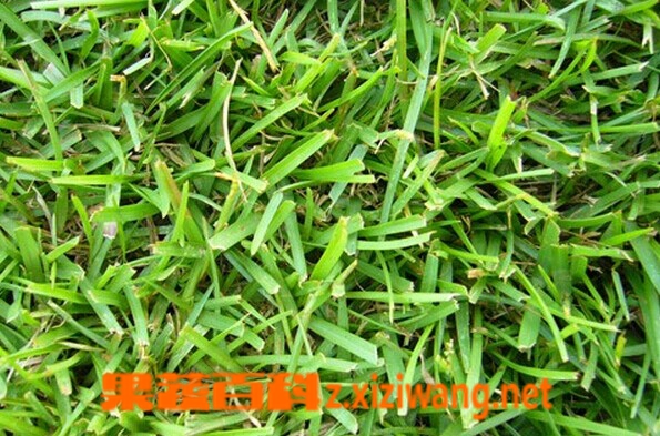 架棚假俭草的功效与作用