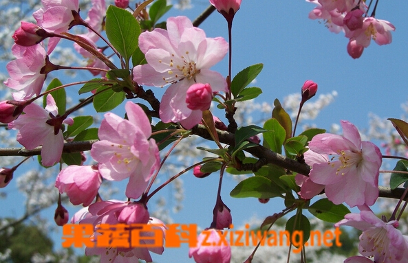 垂丝海棠的功效与作用