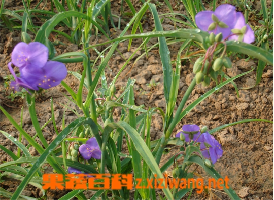 紫露草的功效与作用