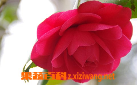 怎么让玫瑰花保鲜 如何让玫瑰花保鲜