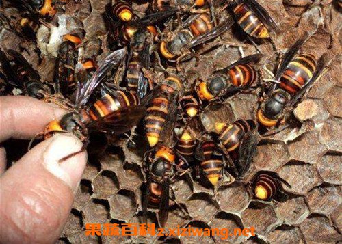 黄蜂泡酒的功效与作用 黄蜂泡酒有什么功效