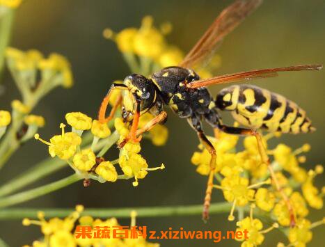 被黄蜂蜇了有什么危害 黄蜂蛰到怎么处理消肿