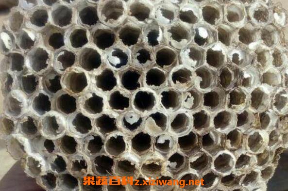 干野蜂窝的作用与功效及药用价值