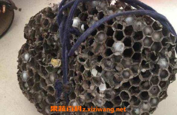 干野蜂窝的作用与功效及药用价值