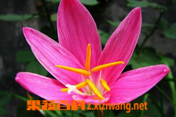 红花葱兰的功效与作用