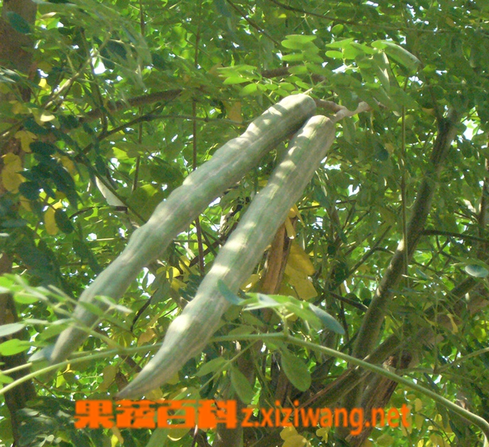 辣木的功效与作用