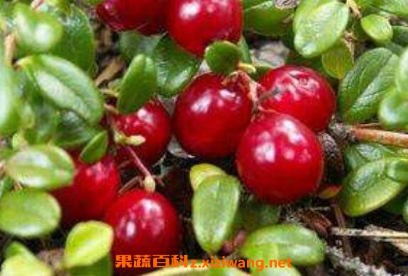 熊果苷的功效与作用 吃熊果苷的好处