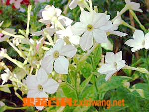 花烟草的功效与作用
