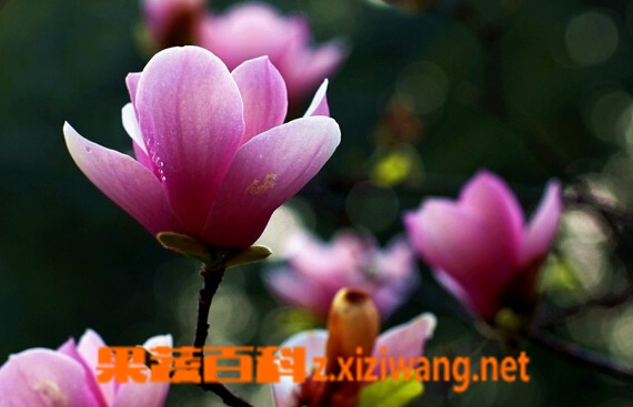 辛夷花的功效与作用