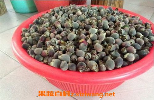捻子酒的功效与作用 喝捻子酒的好处
