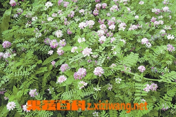 金铃花的功效与作用