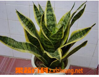 虎皮兰养殖方法和注意事项