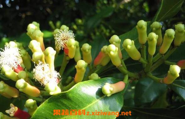 丁香精油的功效与作用 丁香精油的药用价值
