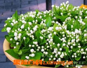 茉莉花的养殖方法