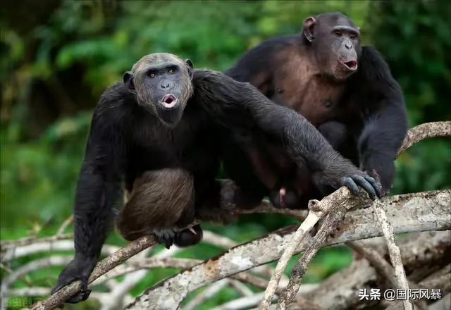 人类是不是和所有生物之间都有生殖隔离？这意味着什么？