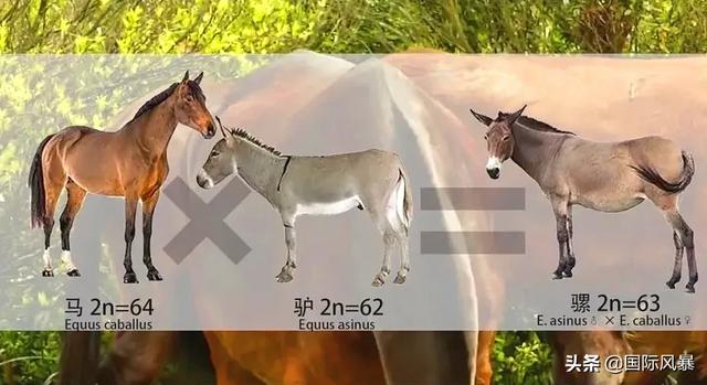 人类是不是和所有生物之间都有生殖隔离？这意味着什么？
