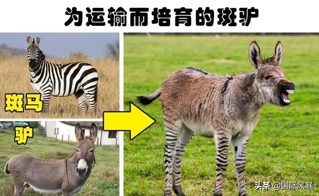 人类是不是和所有生物之间都有生殖隔离？这意味着什么？