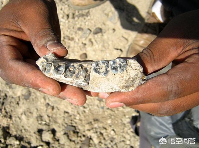 人类是不是和所有生物之间都有生殖隔离？这意味着什么？