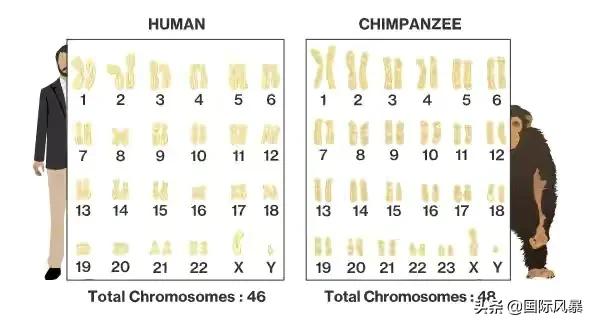 人类是不是和所有生物之间都有生殖隔离？这意味着什么？