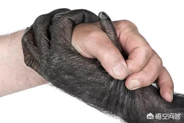 人类是不是和所有生物之间都有生殖隔离？这意味着什么？