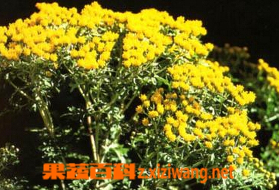 多花亚菊的功效与作用