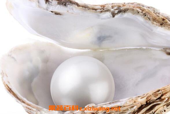 淡水珍珠和海水珍珠的区别