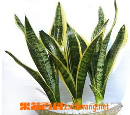金边虎皮兰养殖方法有哪些 金边虎皮兰该怎么养