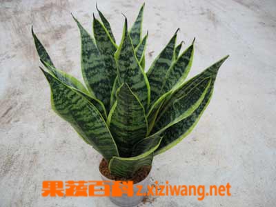 鹤望兰的功效与作用