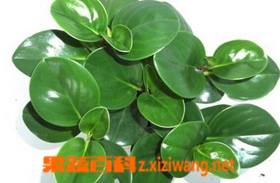 豆瓣绿的功效与作用