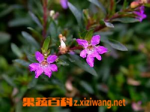 萼距花的功效与作用