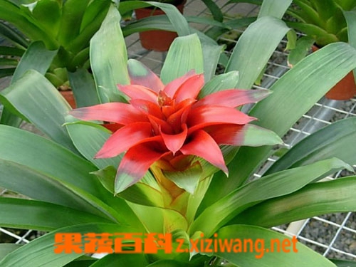 贞凤梨的功效与作用