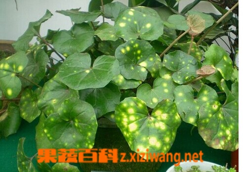 斑点橐吾的功效与作用