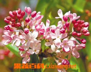 红丁香的功效与作用