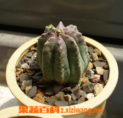 贵青玉的功效与作用