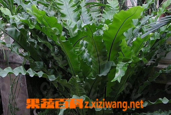 巢蕨的功效与作用