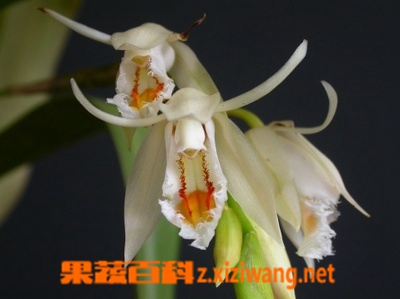 黄绿贝母兰的功效与作用