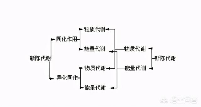 巨龟为何常在古井中被发现?