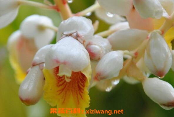 良姜蜜的功效与作用 喝良姜蜜的好处