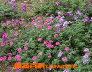 美女樱的功效与作用