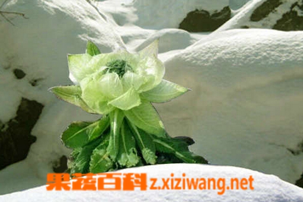 野生雪莲花的功效和好处