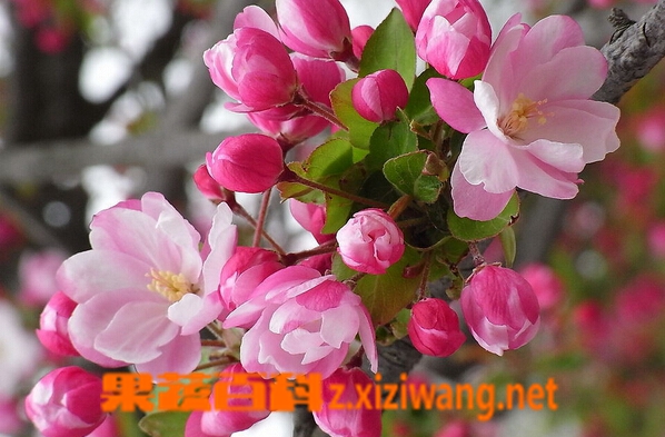 海棠花种类及养法
