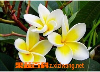 鸡蛋花的几大功效介绍