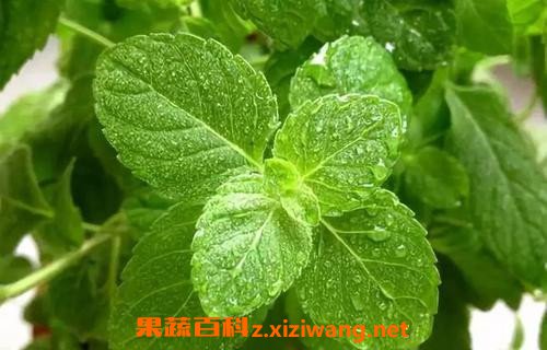 薄荷精油的功效与作用 薄荷精油的副作用