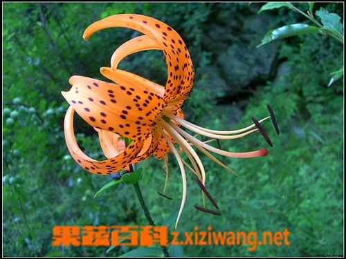 卷丹的功效与作用