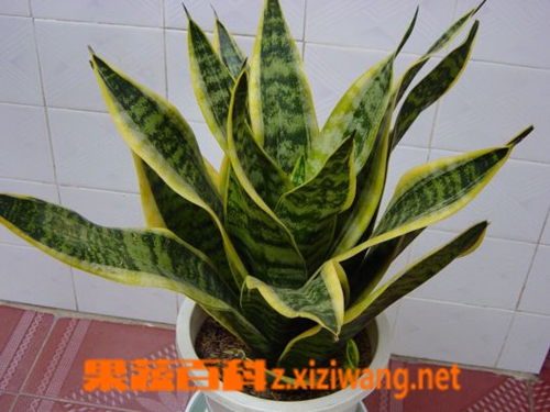 虎皮兰怎么养 虎皮兰怎么浇水